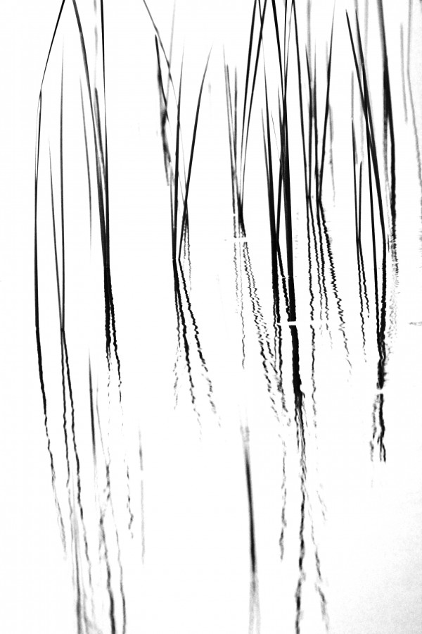Cattails Black And White by Deb Oppermann
